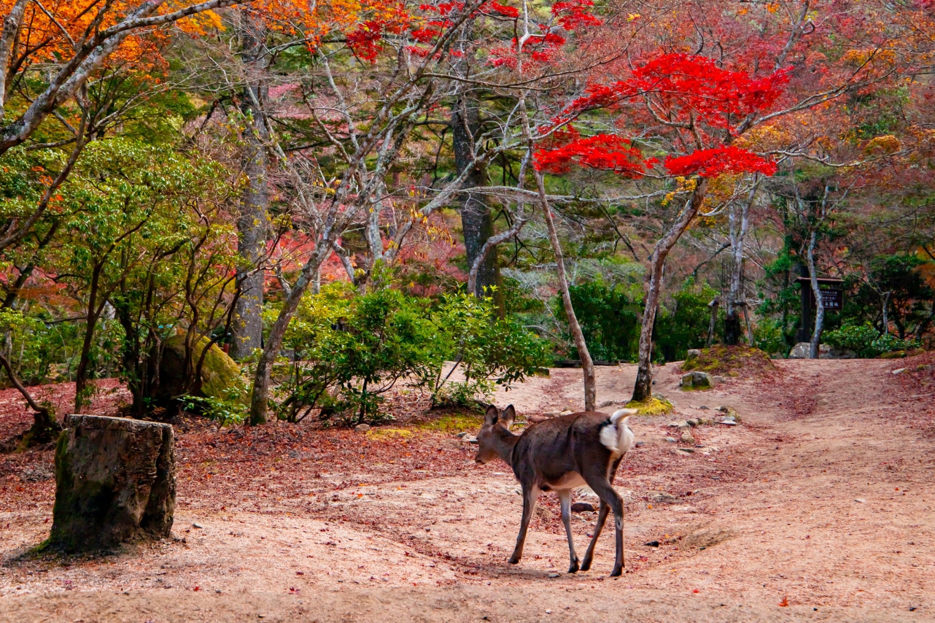 Momijidani Park