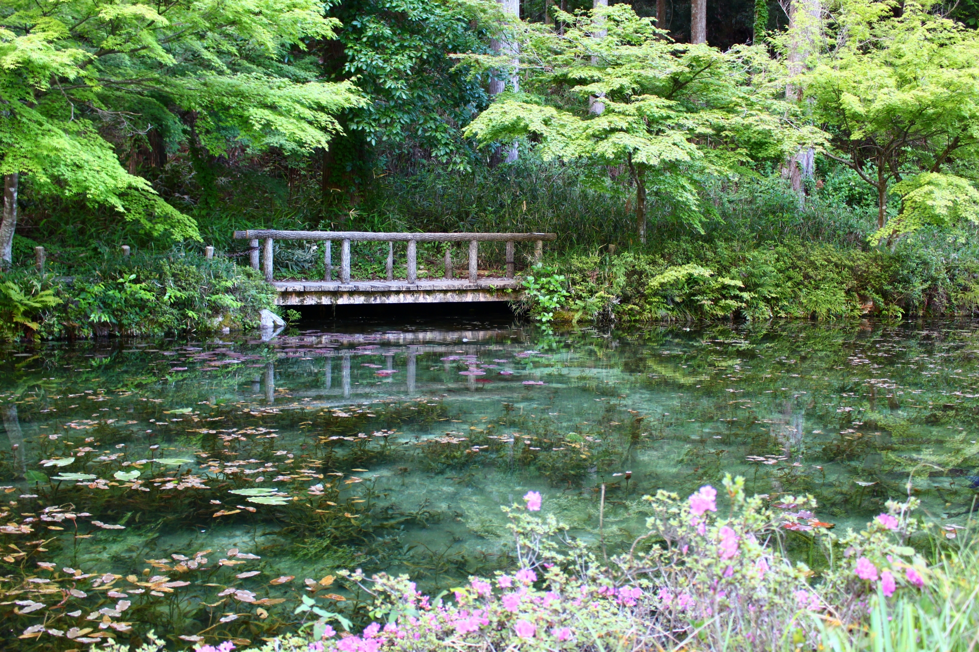 Monet's pond