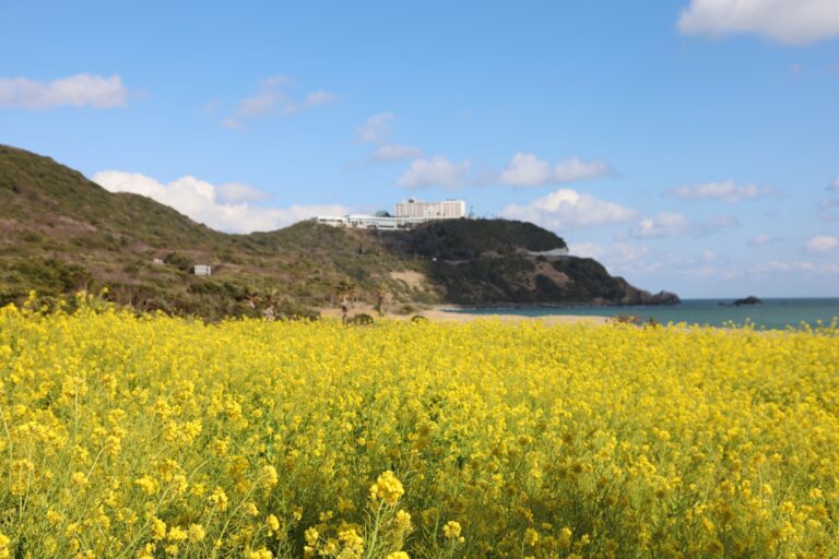 Atsumi Peninsula Nanohana Festival 2025