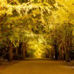 Autumn Night Walk at Showa Kinen Park