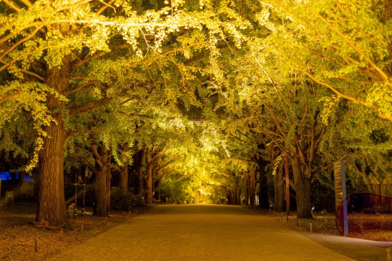 Autumn Night Walk at Showa Kinen Park