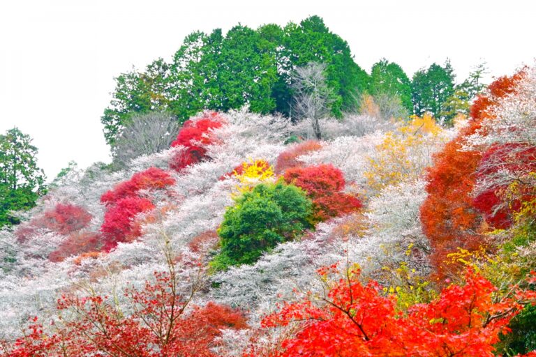 Obara Shikizakura Festival