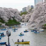 Chiyoda Cherry Blossom Festival 2025