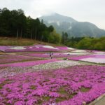 Chichibu Shibazakura Festival 2025