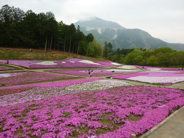 Chichibu Shibazakura Festival 2025