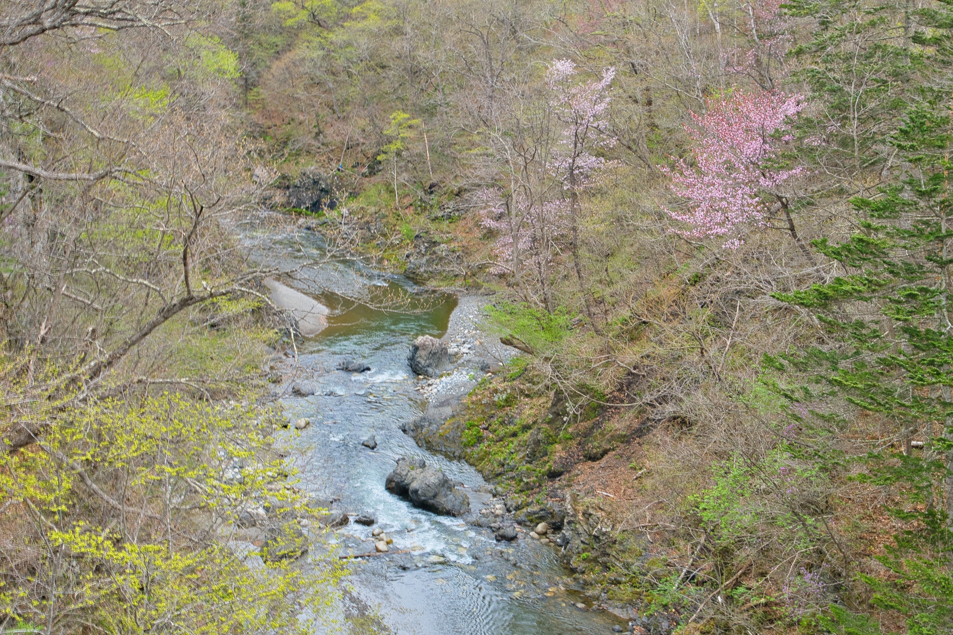 Spring in Ikeda Town