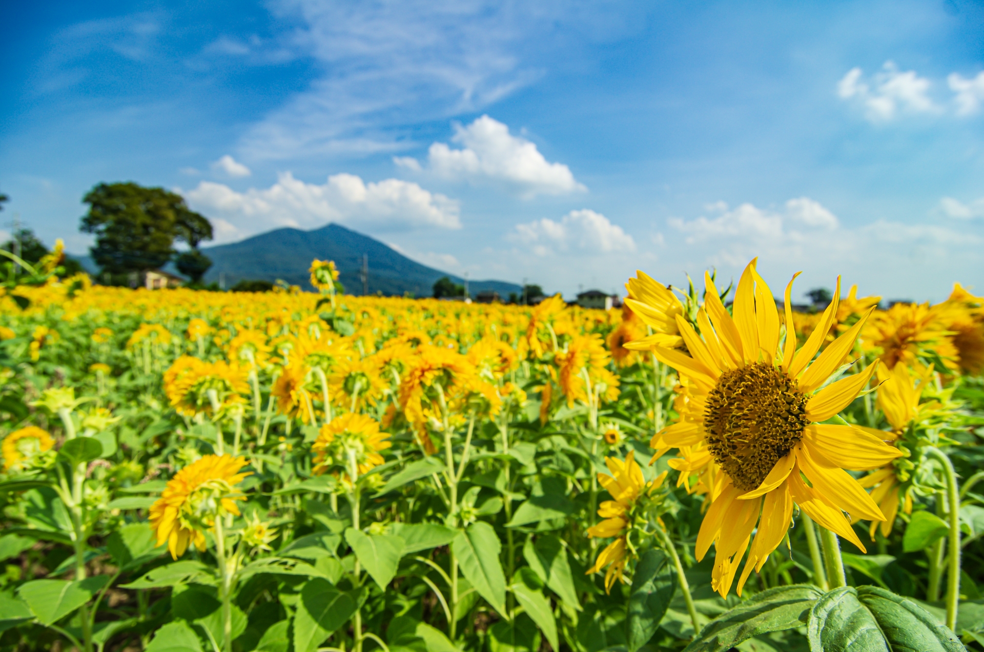 Akeno Sunflower Festival 2025