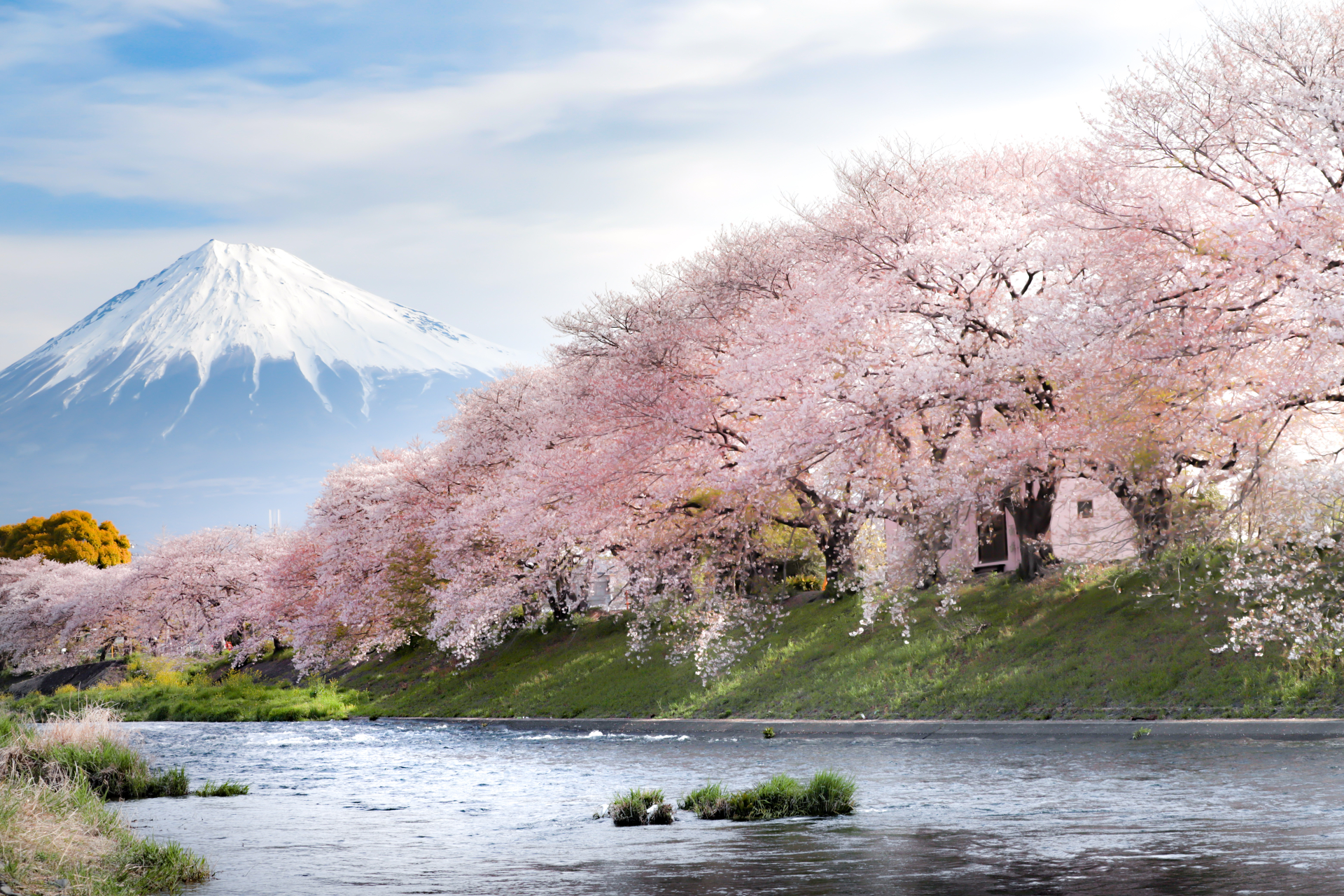 Mt.Fuji　Sakura